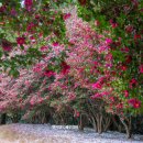 한라동백@ 이미지