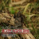 두 마리 토끼잡는 재미있는 북아트 | 목이버섯, 건강과 맛 두 마리 토끼 잡는 법