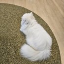 착한 고양이 | 연남동 유기묘카페 집사의하루 후기｜입장료가 기부되는 착한 고양이카페(홍대 데이트 추천)