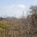 지리산황금농장 이미지