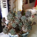 블루빈스 이미지