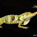 Horned Anoles (Anolis proboscis) 이미지