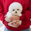 도그플러스 애견미용 이미지