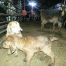 괴산염소농장 이미지