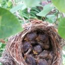 정원야생화 이미지