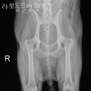 라뽀동물병원 이미지