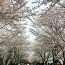 양산벚꽃축제...대저토마토축제 이미지