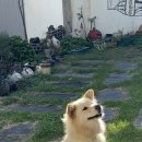 또시오라 이미지