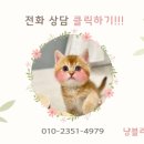 강남 고양이 분양 냥블리 이미지