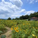 감연3리 마을회관 | [칠곡 청계 마을] 해바라기 명소 방문 후기🌻