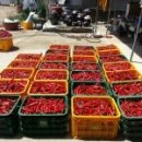 준홍농장 이미지