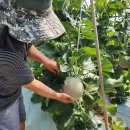 삼영농장 이미지