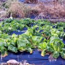 와야농장 이미지