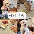 내과동물병원 루미나 | [서울] 강아지 치과 병원 추천 - 노견 발치 (비용비교)