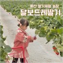 동서농장 | 천안 근교 예산 딸기체험 달보드레 딸기농장 :: 아이랑 다녀온 후기