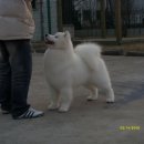 해피그루밍 이미지