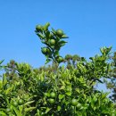 용화1리 마을회관 | [여행기록] 출도 버킷리스트 제주여행 Ep6. 송당마을