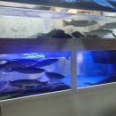 자갈치도매시장산꼼장어대게 이미지