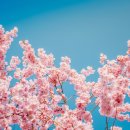 고양2교앞 | 🌸2025년 영등포 여의도 봄꽃축제 완벽가이드 | 벚꽃과 함께한 서울의 봄날