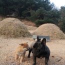 강아지홀릭 이미지