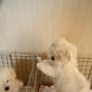 말티즈하우스 이미지