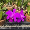 Laelia sincorana tipo (Red Bulb') 이미지