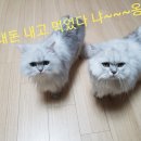 바다향그대로 이미지