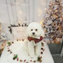 늘, 이쁘개 이미지