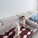 세병로5 | 암컷 강아지 중성화 수술 후기 | 초코 &amp; 라떼 수술 준비부터 회복까지 완전 정리