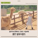 와와가요광장 | 홍천 알파카월드 가을여행 강원도 가볼만한 곳 평일 아이와 방문 팁