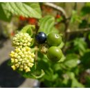 YELLOW HILL 이미지