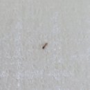 이레방제