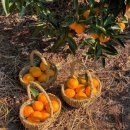 디 아넥스 이미지