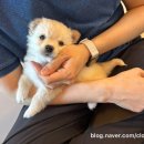 다시사랑받개 이미지