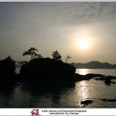 바다소나무 이미지