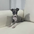 데일리독 이미지