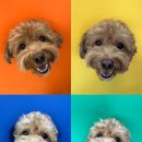 나라라펫 이미지