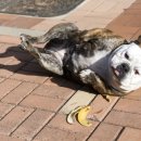 땡칠이네 이미지