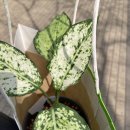 승희네 다육이 이미지