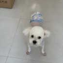 오구오구 펫살롱 이미지