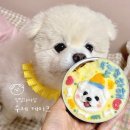 멍멍과자점 | 강아지 생일 수제 케이크 택배 주문 내돈내산 멍멍과자점