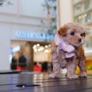 송현동 강아지 이미지