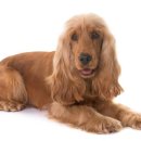 엔케어동물의료센터 이미지