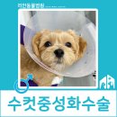 리안 동물병원 이미지