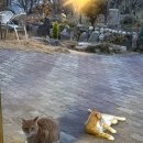 채리네민박 이미지