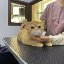 쥬디캣(Judy Cat) 이미지