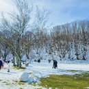 알파목장 | 평창 대관령 양떼목장 &amp; 알펜시아 스키장, 겨울왕국 눈꽃·스키 여행 완벽 가이드