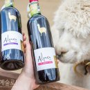 CU 홍천화촌면점 | 아시아판매1위 알파카와인과 함께 알파카월드 홍천여행!