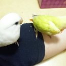 코코라임2 이미지