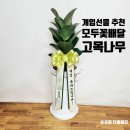 고목나무 | 개업선물 화분 추천] 6만원대 고목나무 내돈내산 후기(+당일배송, '모두꽃배달')